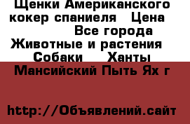 Щенки Американского кокер спаниеля › Цена ­ 15 000 - Все города Животные и растения » Собаки   . Ханты-Мансийский,Пыть-Ях г.